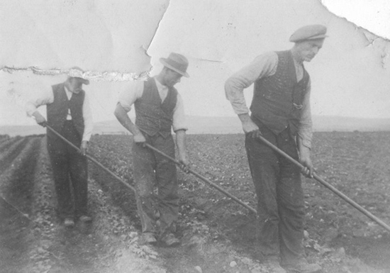 Hoeing Turnips