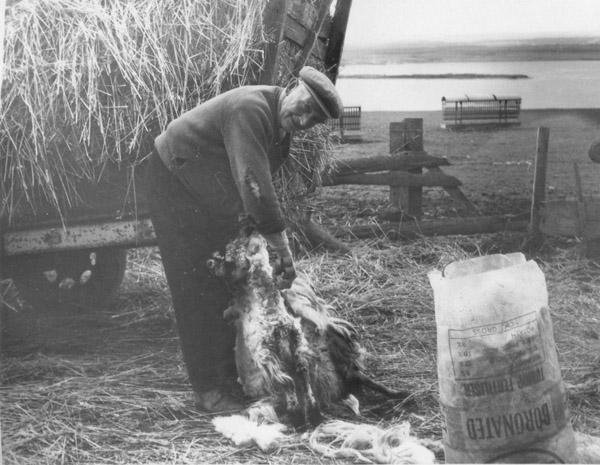 Shearing Sheep