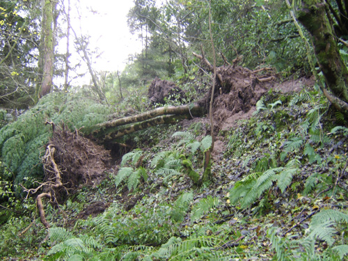 Fallen Trees.