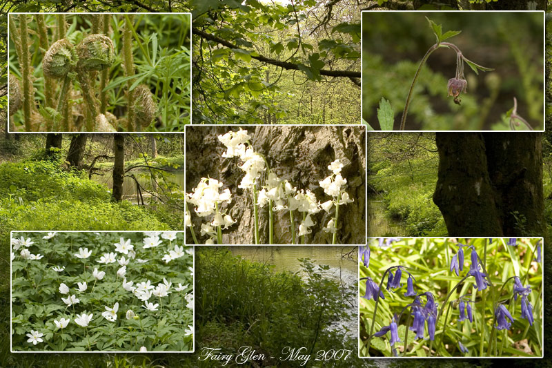 Fairy Glen - Plants & Flowers