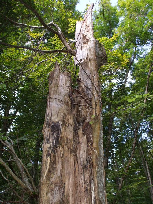 Lightning Tree