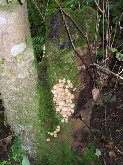 Mushroom Tree