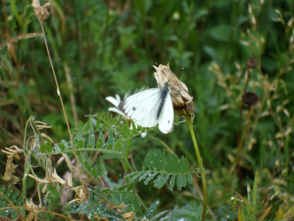 Butterfly in the Glen.