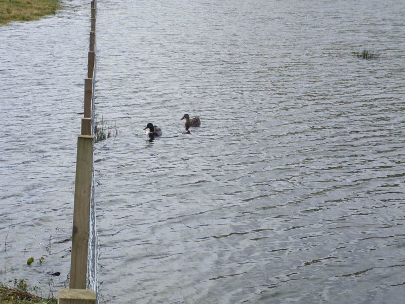 Manse Brae Pond
