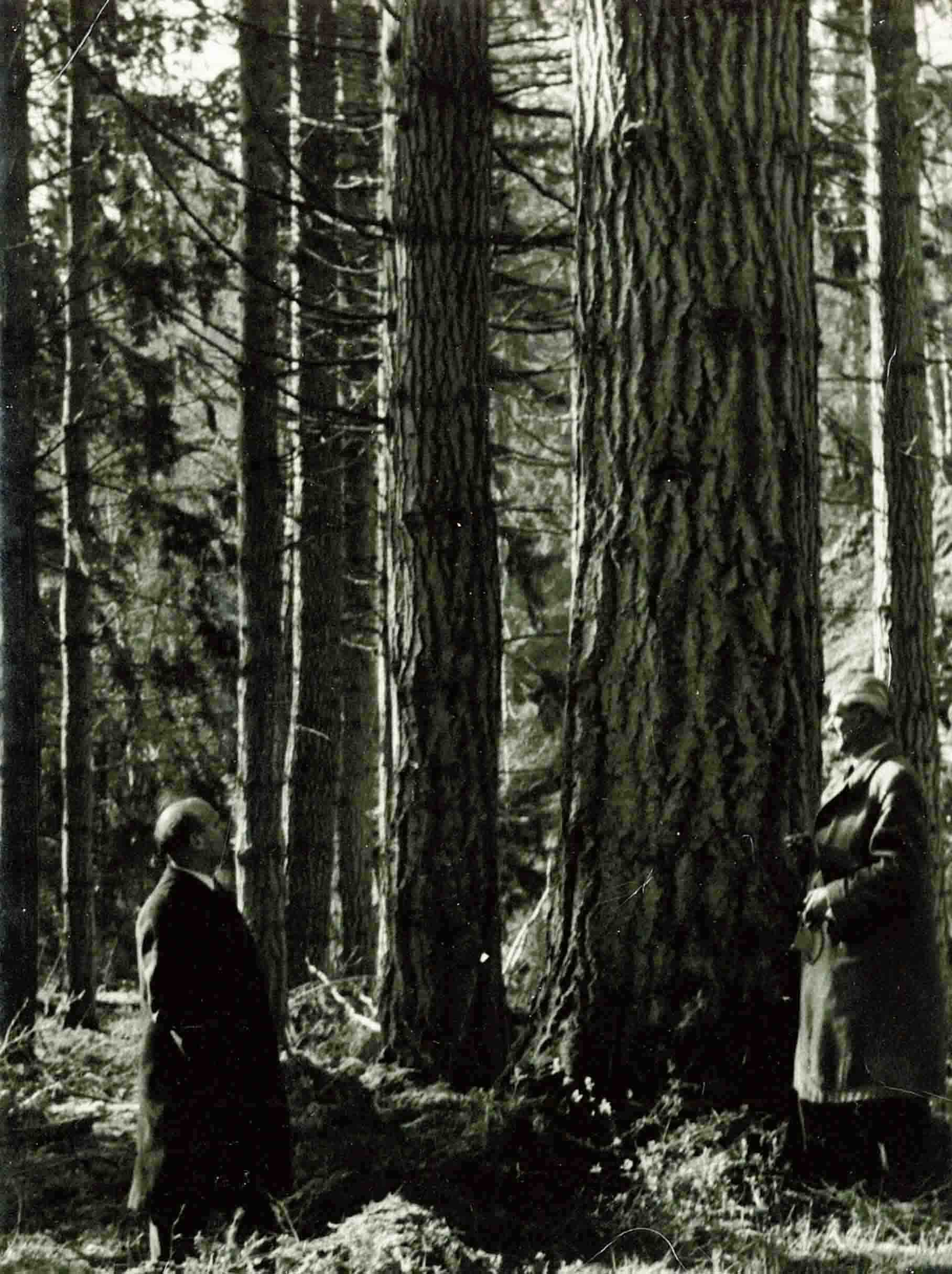Rosehaugh Tree