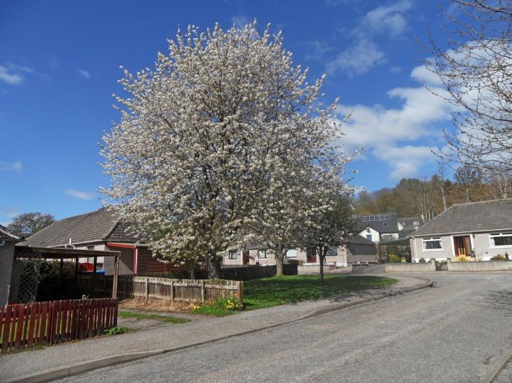 Spring at Anderson Drive, Fortrose