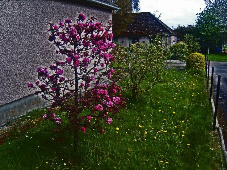 Unusual apple tree blossom