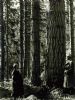 Rosehaugh Tree