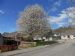 Spring at Anderson Drive, Fortrose  